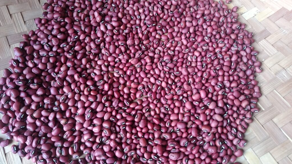 手箕の中のダルマササゲ