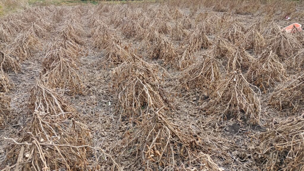島立てした圃場の風景