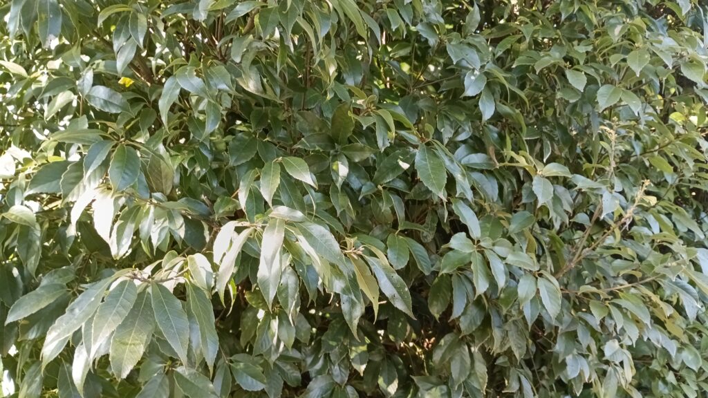 農閑期に剪定する予定の木