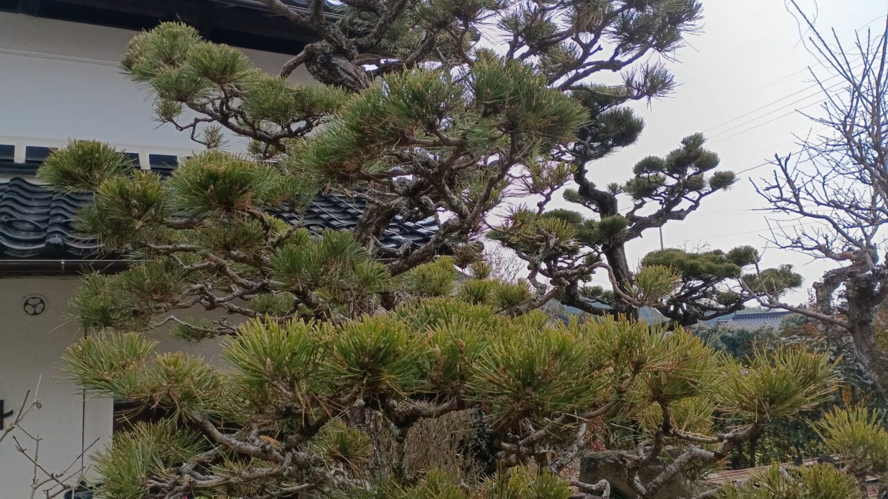 黒松と一緒に写った土蔵