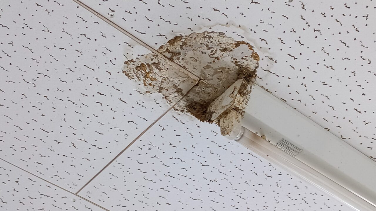 蛍光灯の隅に作られた巣