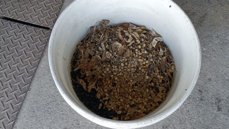 黒大豆とダルマササゲと小豆の前年度のクズ豆(接写画像)