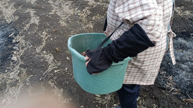 圃場にて肥料桶を使ってクズ豆を撒く母親