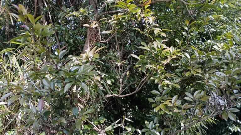 社務所の脇に生い茂ったシャシャキ（姫榊）