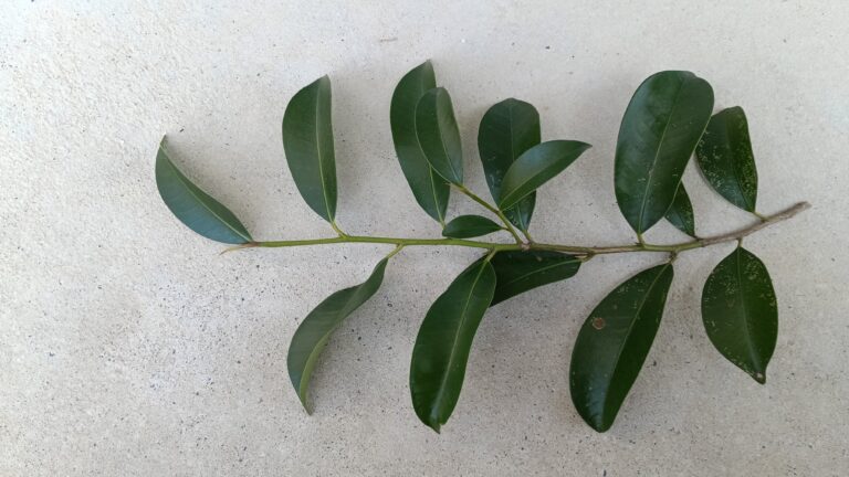 榊の枝の接写画像