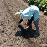 圃場に張った田植え綱に沿ってダルマササゲの種子を手植えする母親