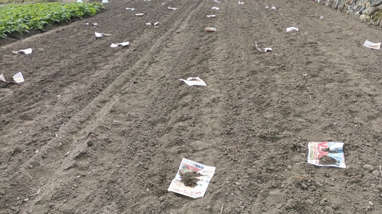 圃場に置いた鳩除けの折り込み広告