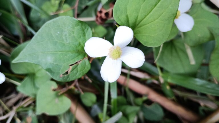 ドクダミの花の接写