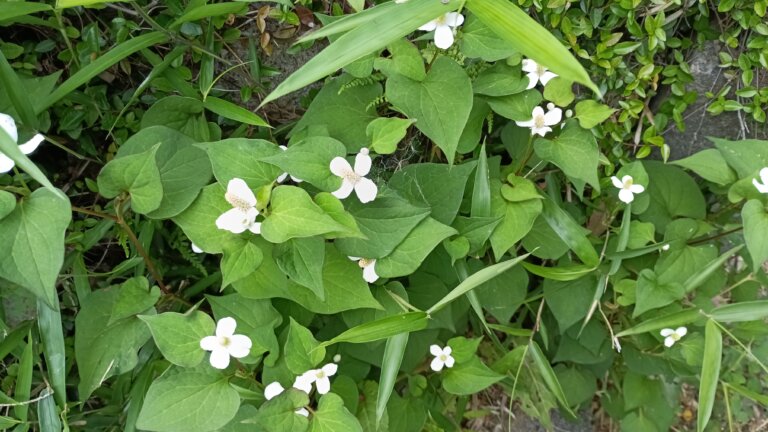 一面に咲いたドクダミの花
