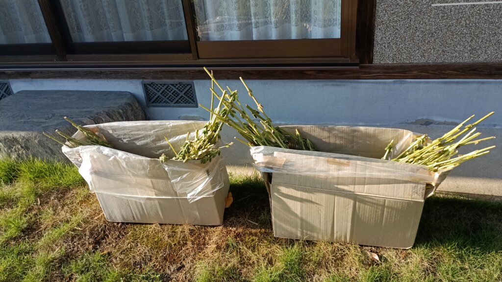 軒下で天日干しをしている金ゴマ（箱にナイロン袋を入れて其の中に金ゴマを入れている）