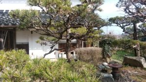 庭木の2本の黒松