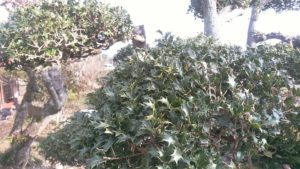 築山の庭木の柊