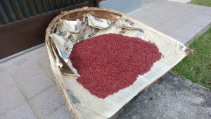 更に天日干しをする手箕の中のダルマササゲ
