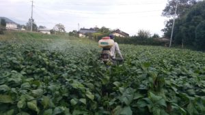 圃場で背負い式動力噴霧器を使って害虫駆除をする僕