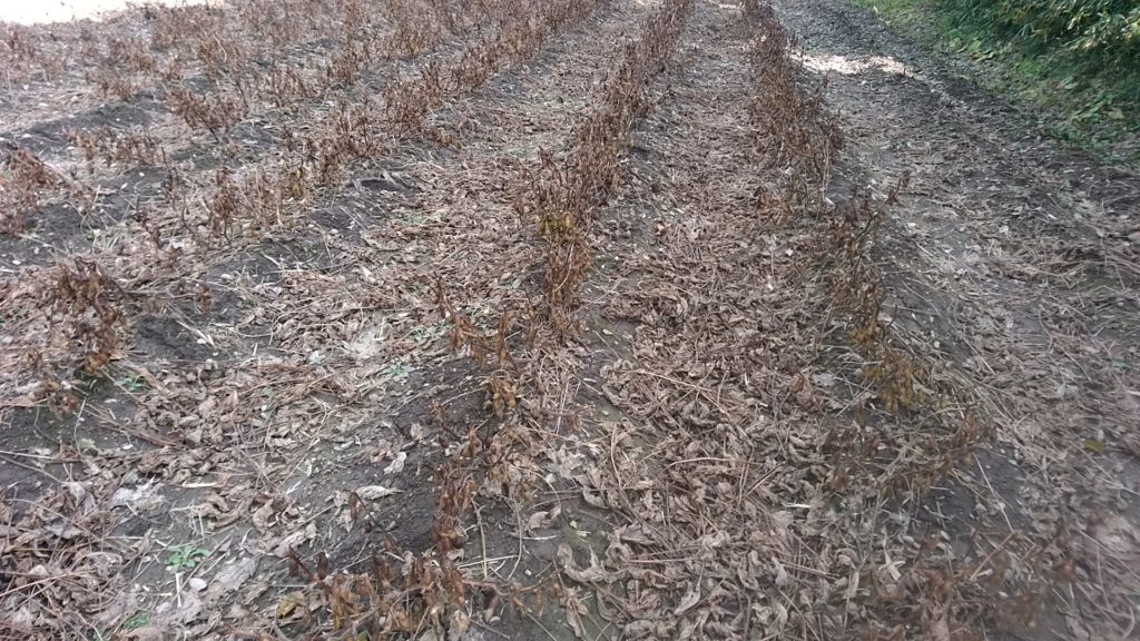 黒大豆の葉もぎ作業後の圃場の全景