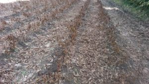 黒大豆の葉もぎ作業後の圃場の全景
