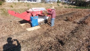 ビーンスレッシャーに黒大豆を投入する母親