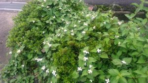 一面に咲いたドクダミの花
