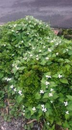 一面に咲いたドクダミの花