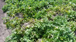 我が家の圃場の一面に茂った芋の葉