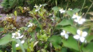 ドクダミの花のアップ画像