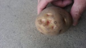 手に持ちキタアカリの芽を指し示す