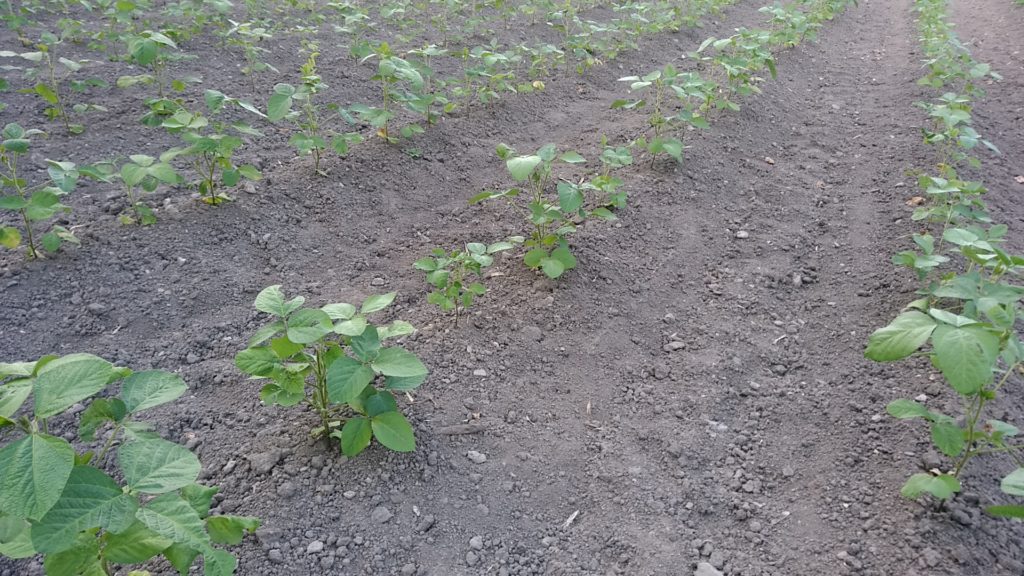 背丈が20㎝ほどの圃場の黒大豆