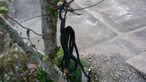 フックにかけた伸びるホース