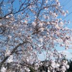 ピンク色のこぶし