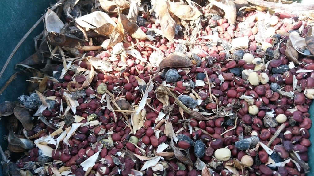 黒大豆とダルマササゲと小豆の前年度のクズ豆（接写画像）