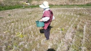 圃場にて肥料桶を使ってクズ豆を撒く母親