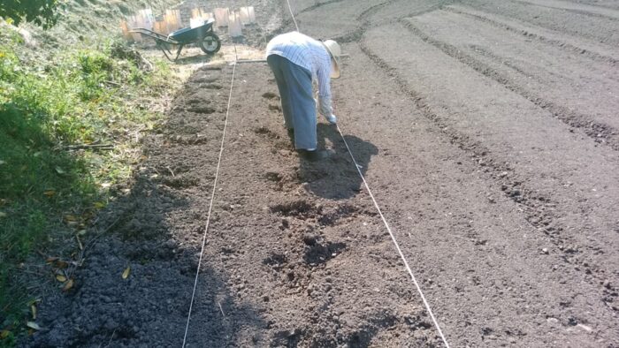 圃場に張った田植え綱に沿ってダルマササゲの種子を手植えする母親
