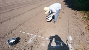 田植え綱を張った圃場で腰を曲げながらダルマササゲを蒔いている母親