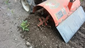 ロータリー式の管理機で土寄せを行っているところ