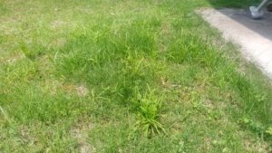 我が家の芝の中の雑草(庭)