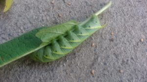 葉っぱにしがみつく大きなゴマ虫