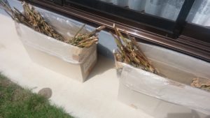 軒下で天日干しをしている金ゴマ(箱にナイロン袋を入れて其の中に金ゴマを入れている)