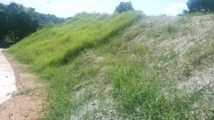 草が茂った我が家の圃場の法面(中ほどに犬走り)
