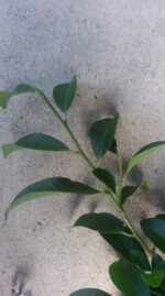 榊の枝の接写画像