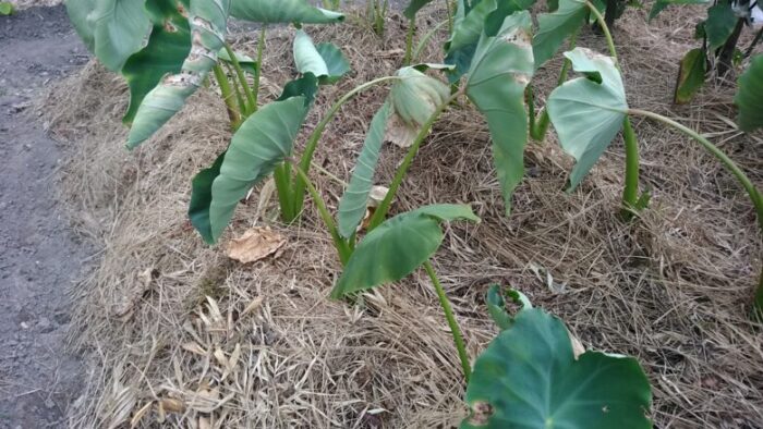 我が家の圃場の葉が焼けた里芋