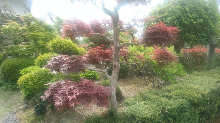 我が家の築山(庭木)のモミジと築山の全景(5月に撮影)