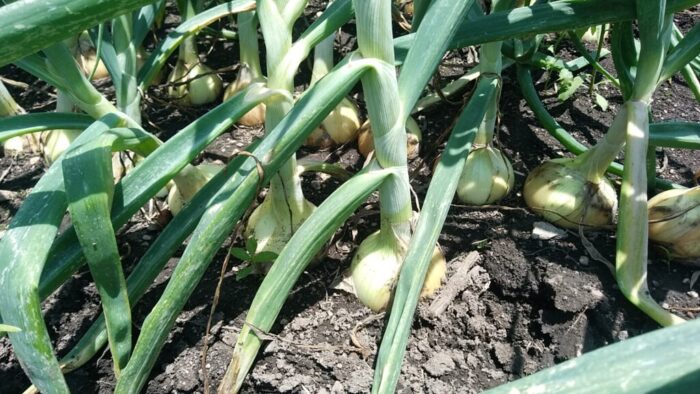 掘り起こす前の玉ねぎ