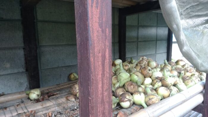 竹の棚の上で保存している無数の玉ねぎ