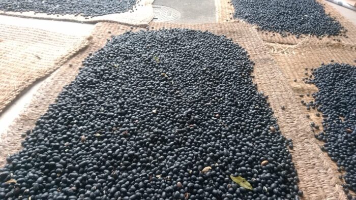 ムシロに広げて水分調整をしている黒大豆