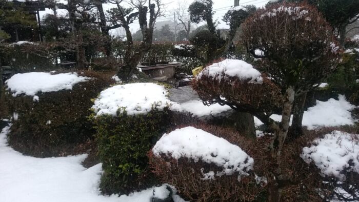 雪が積もった我が家の庭木