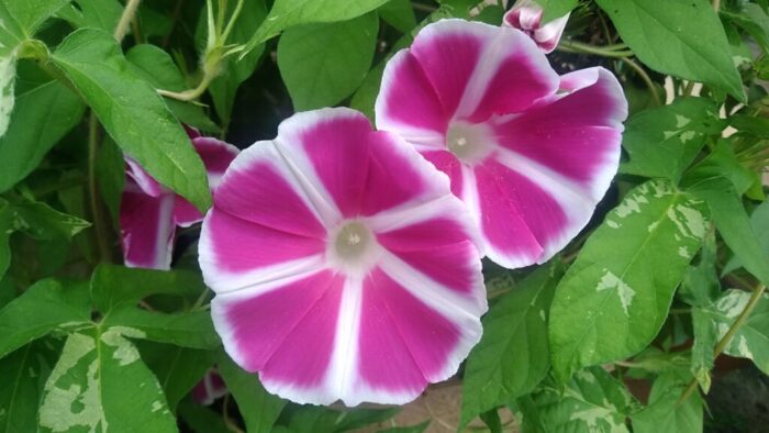 アサガオの花が２つ