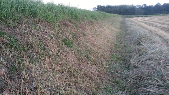 草刈り後の横幅120mの畦
