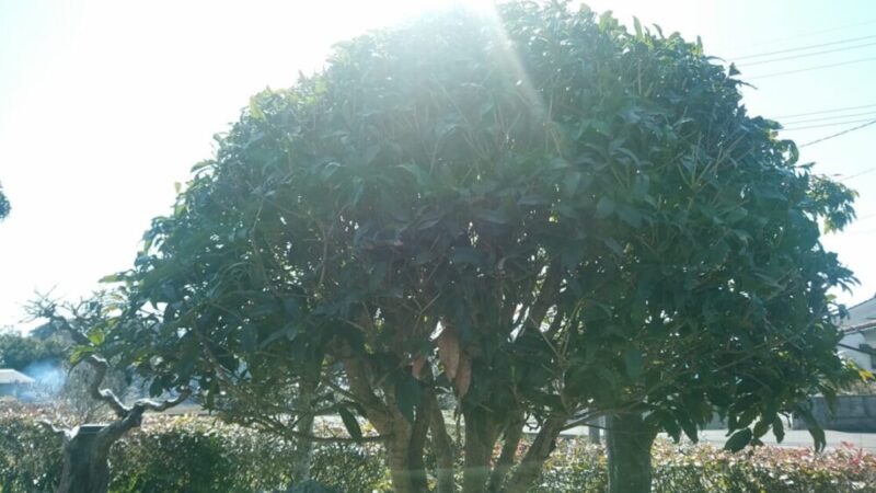 庭木のキンモクセイ