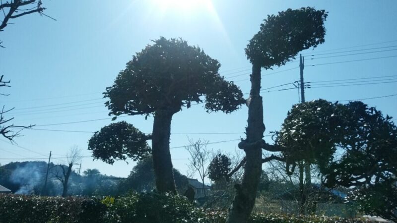 庭先のヒイラギ