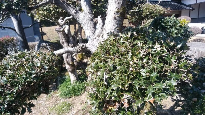 庭先のヒイラギ